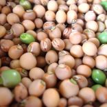 close-up-of-shelled-pigeon-peas