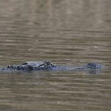 crocodile3