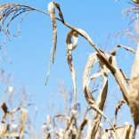 35612248 - drought corn field