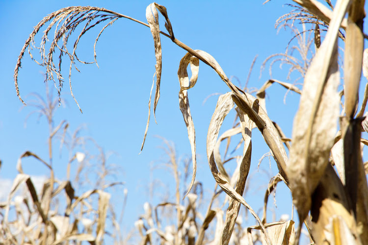 35612248 - drought corn field