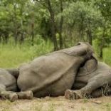 elephant.poaching.rm