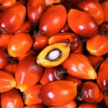 23378429 - a group of oil palm fruits on the sack bag