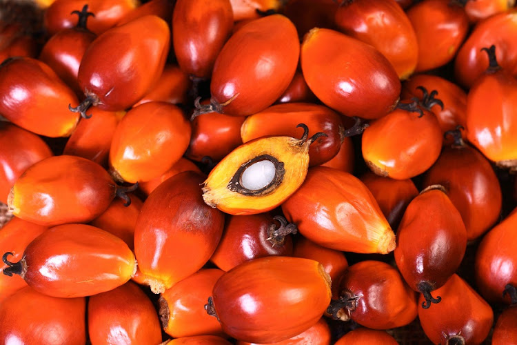 23378429 - a group of oil palm fruits on the sack bag