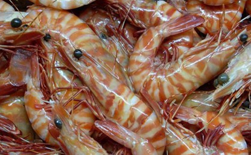 prawns.file
