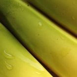 bananas5