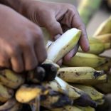 bananas,panamadisease,file.lusa