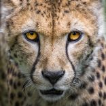 cheetah-2902163_960_720