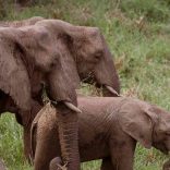 elephants,voa