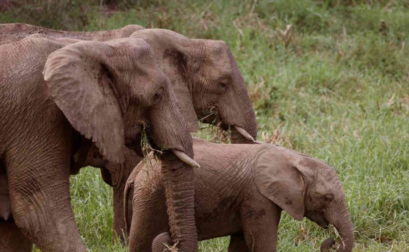 elephants,voa