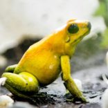 frogg