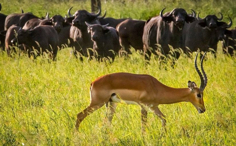 gorongosapark