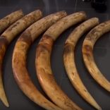 ivorytipsbeira