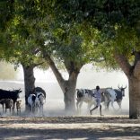 rural.cattle.lusa