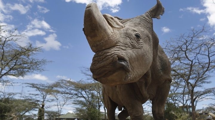 sudan
