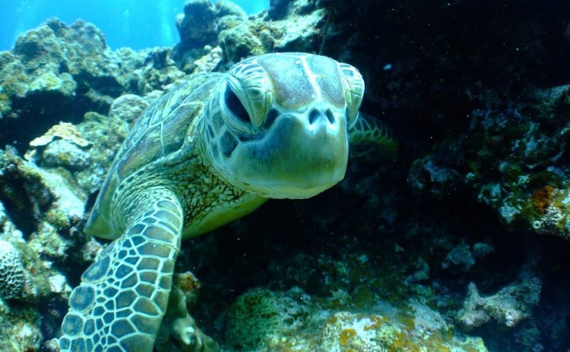 turtles