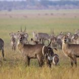 wildlife.mozambique