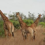 conservation.giraffes.angop