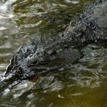 crocodiles.file.afn