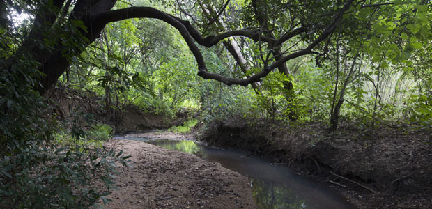 forest620x300_2 (1)