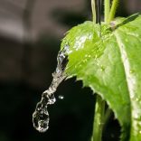 irrigation (1)