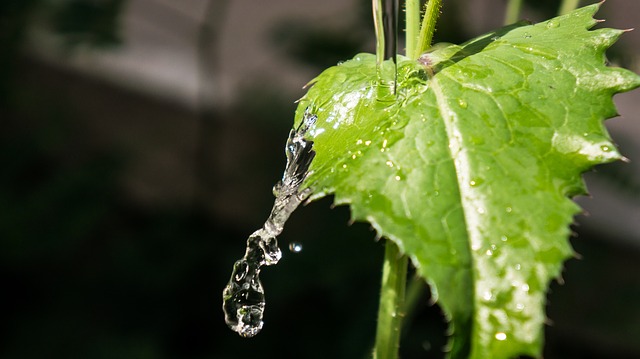irrigation (1)