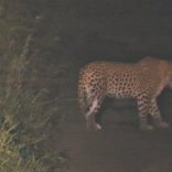 leopardo_gorongosa_770x433_acf_cropped