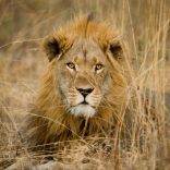 lion.lusa