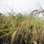 rice.fm