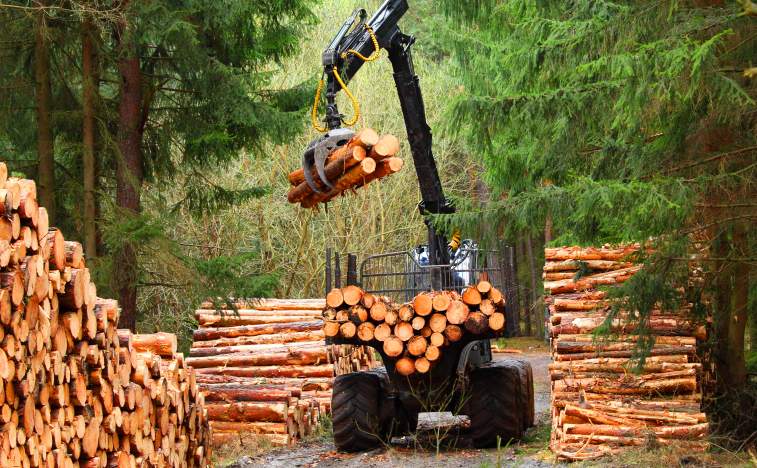 timber.obtala