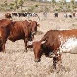cattle.maputo.file.not