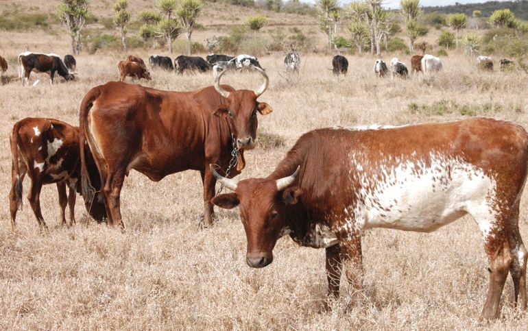 cattle.maputo.file.not