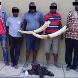 ivory.traffickers.not