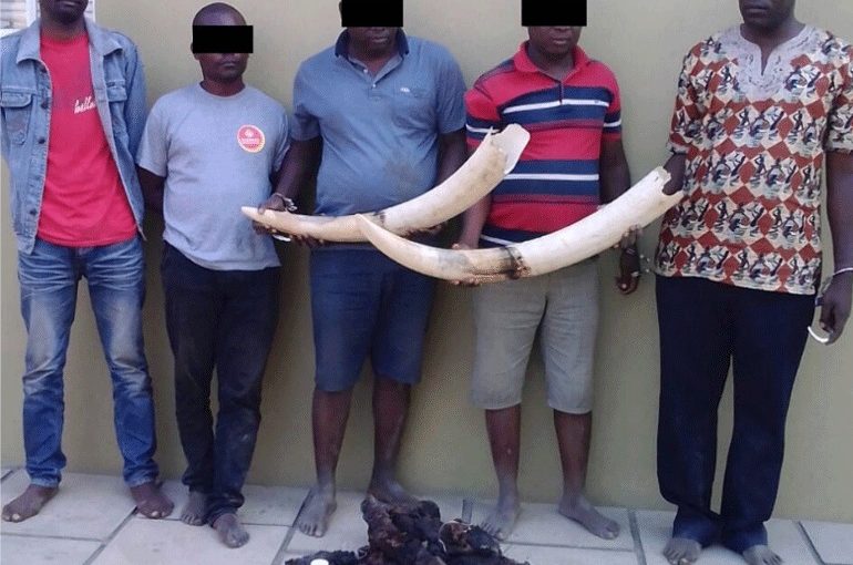 ivory.traffickers.not