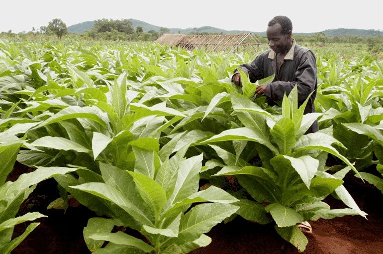 Tobacco.niassa.not_