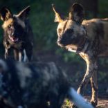 WildDogs