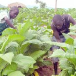 Zimbabwe-tobacco-crop-exceeds-target