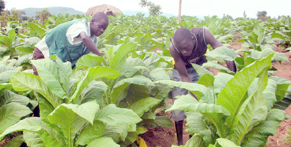 Zimbabwe-tobacco-crop-exceeds-target