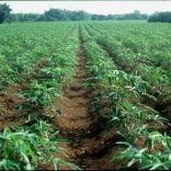 Cassava-plantation-nanhamimbir