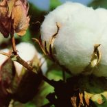 Cotton.cottonsource-1