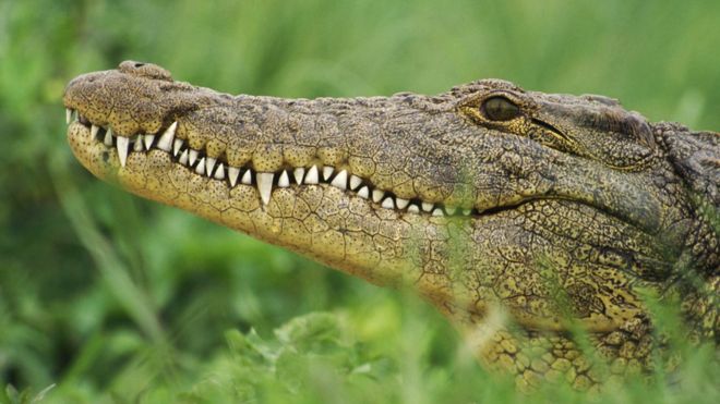 Crocodilesss