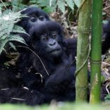 Gorillaa