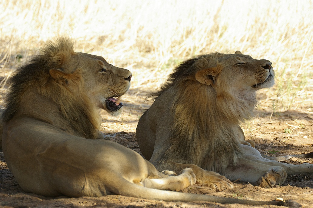Impopo.carnivores.5