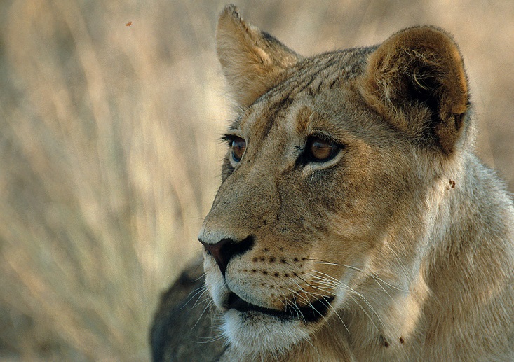 Impopo.carnivores.7