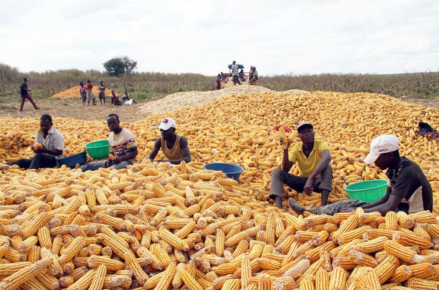 Maize.file_.lusa_
