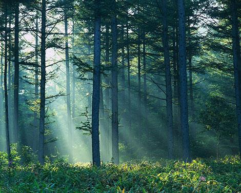 Mhoje_forestry_photo_jpg
