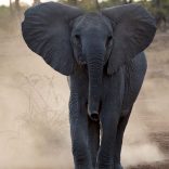 Debeerselephants