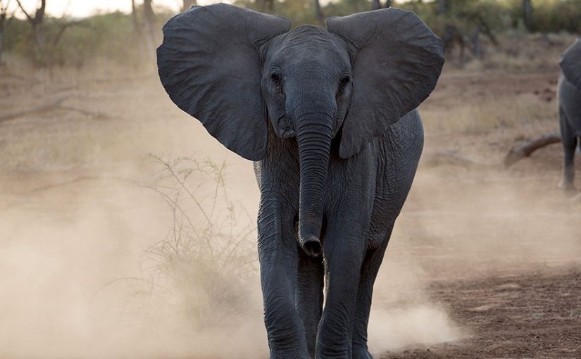 Debeerselephants