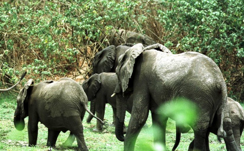 Elephants.lusa_.fil_.rm_