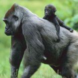 Gorilla