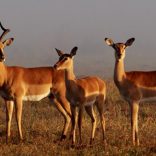 Impala_650_0